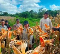 Personel Polsek Entikong bersama penyuluh pertanian dan kelompok tani melakukan panen jagung hibrida di lahan demplot Desa Entikong, Kabupaten Sanggau, dengan produktivitas mencapai 13,36 ton per hektare.
