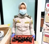 Petugas Karantina Kalimantan Barat mengamankan daging kelelawar di PLBN Aruk.