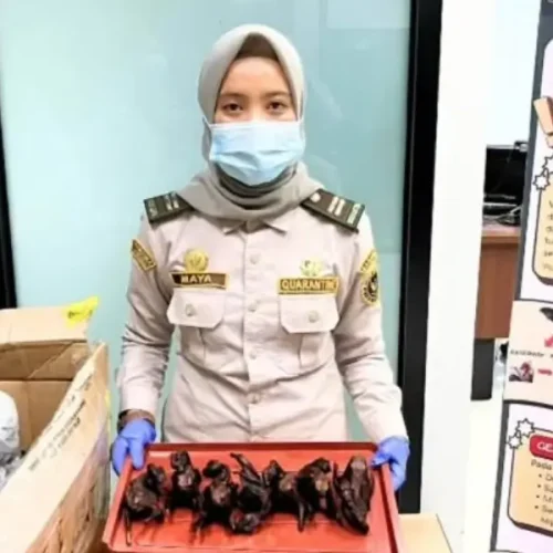 Petugas Karantina Kalimantan Barat mengamankan daging kelelawar di PLBN Aruk.