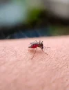 Nyamuk Aedes aegypti penyebab penyakit dengue atau demam berdarah dengue (DBD).