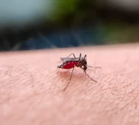 Nyamuk Aedes aegypti penyebab penyakit dengue atau demam berdarah dengue (DBD).