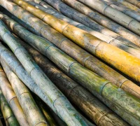 Ilustrasi tanaman tebu di lahan pertanian Najran Arab Saudi yang sedang dibudidayakan oleh petani lokal. (freepik.com/jcomp)