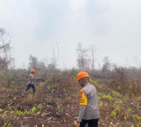 Satbrimob Polda Kalbar memantau dan menyisir lahan bekas karhutla di Desa Limbung, Kubu Raya, untuk mencari sisa bara api. (Foto: Polda Kalbar)